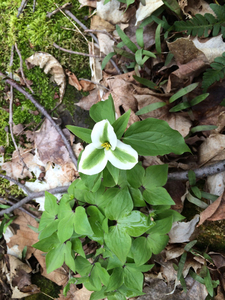 Photo By: Stephen M. Young. Photo taken: Onondaga County, NY on 3 May 2014